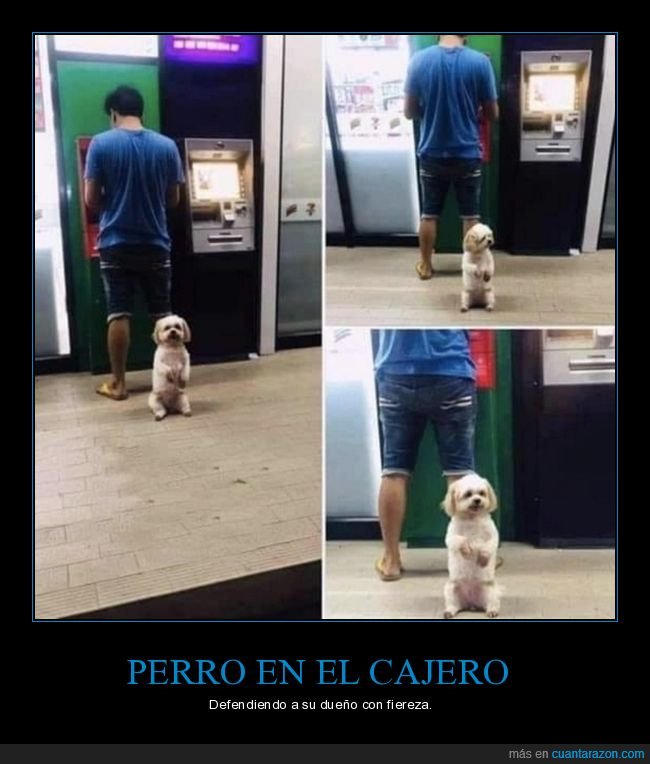 cajero,perro,wtf