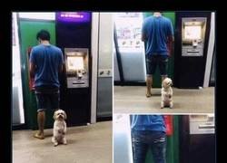 Enlace a Perro guardián