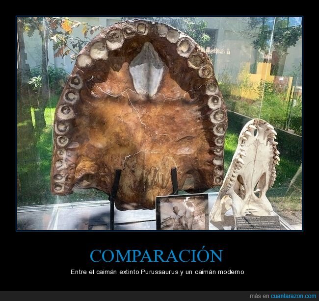 comparación,caimán,purussaurus