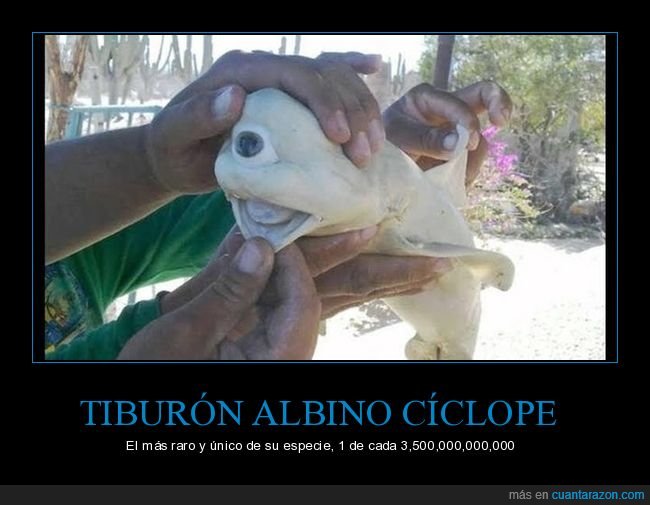 tiburón,albino,cíclope