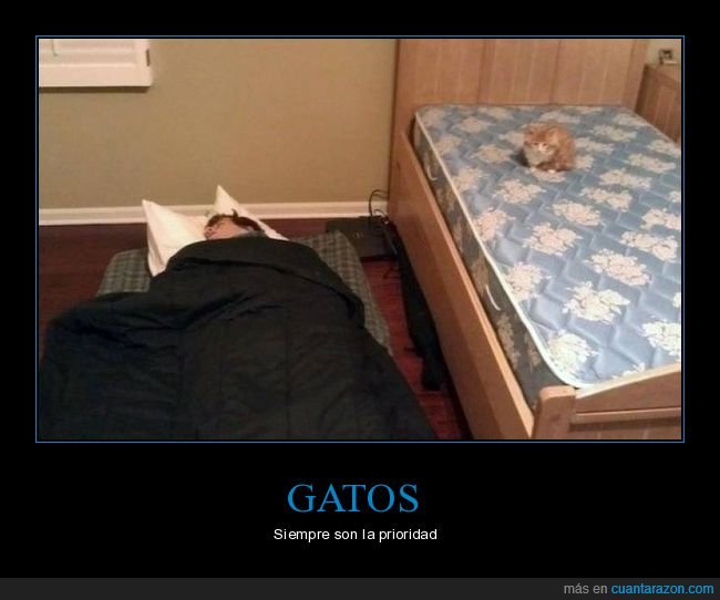 gato,colch&oacute;n,durmiendo,cama