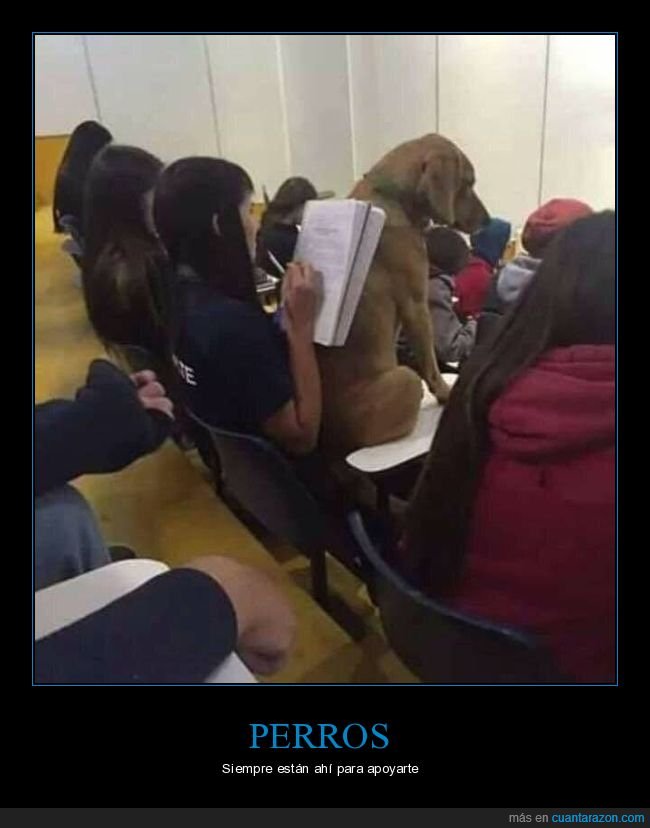 perro,clase,apoyo