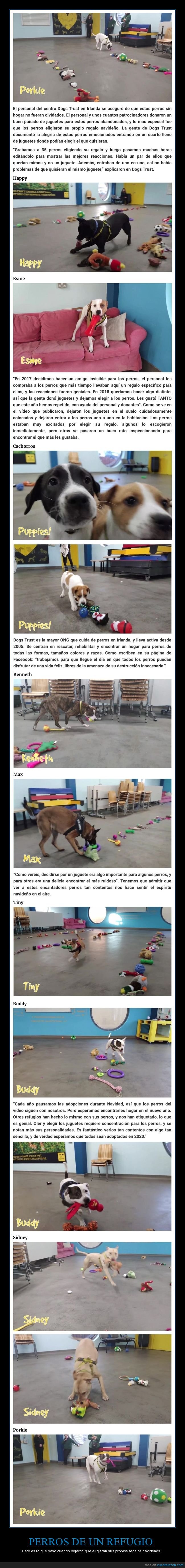 perros,refugio,regalos,navidad