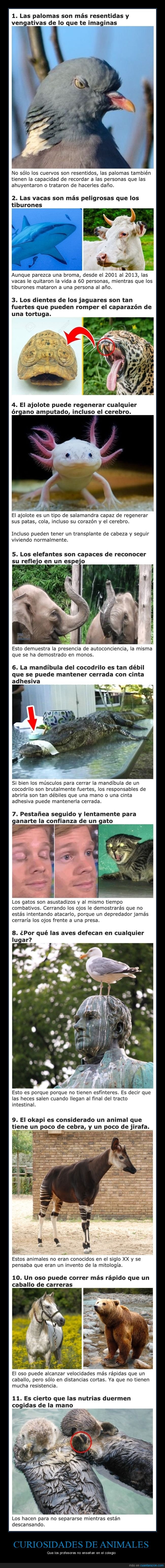 curiosidades,animales
