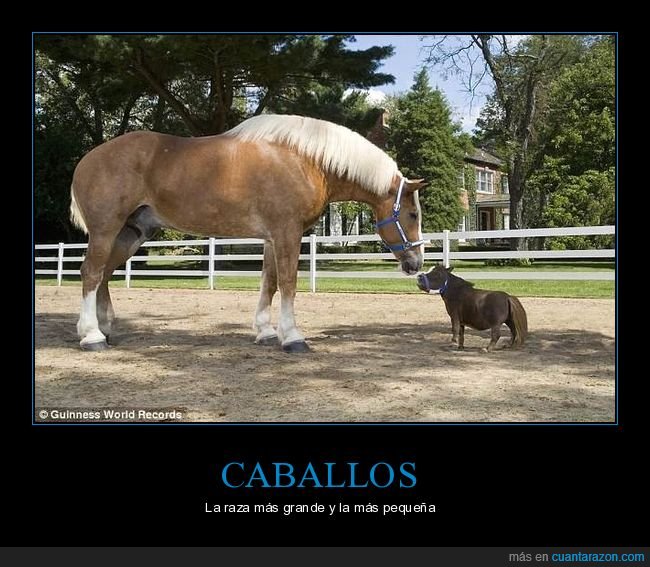 caballos,raza,grande,pequeño