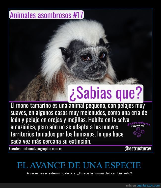 mono tamarino,peligro de extinción,curiosidades