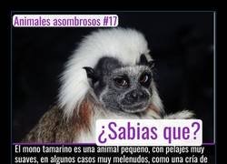 Enlace a Un pequeño animal que corre gran peligro