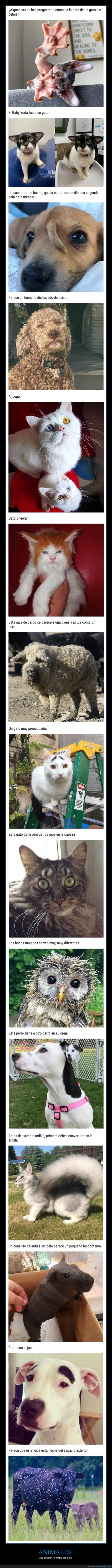 animales,gen&eacute;tica