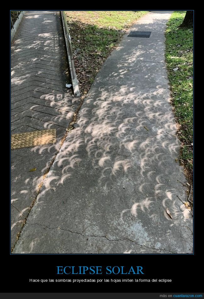 eclipse,sombras,hojas