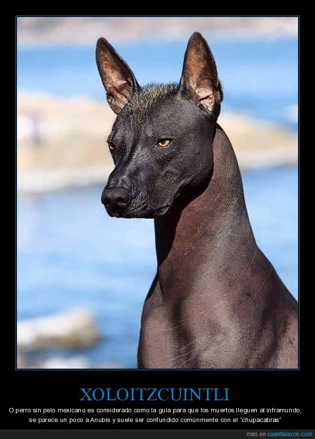 xoloitzcuintli,perro,sin pelo,curiosidades