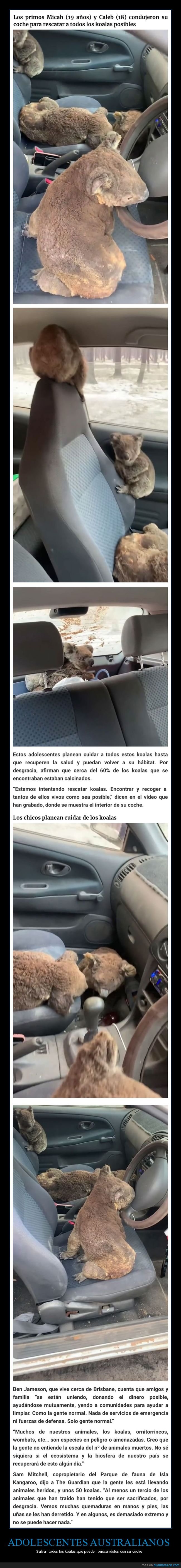 australia,incendios,salvar,koalas