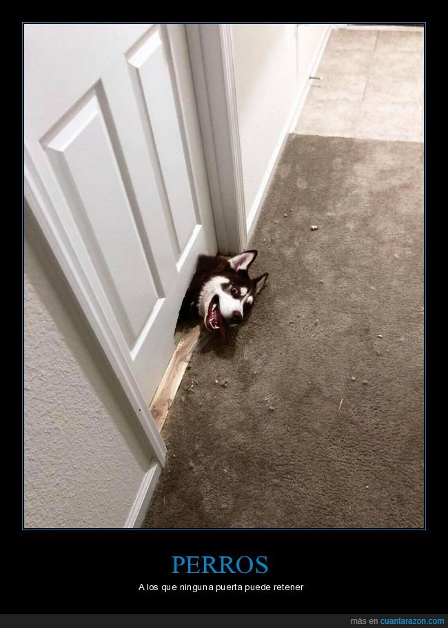 perro,puerta,wtf
