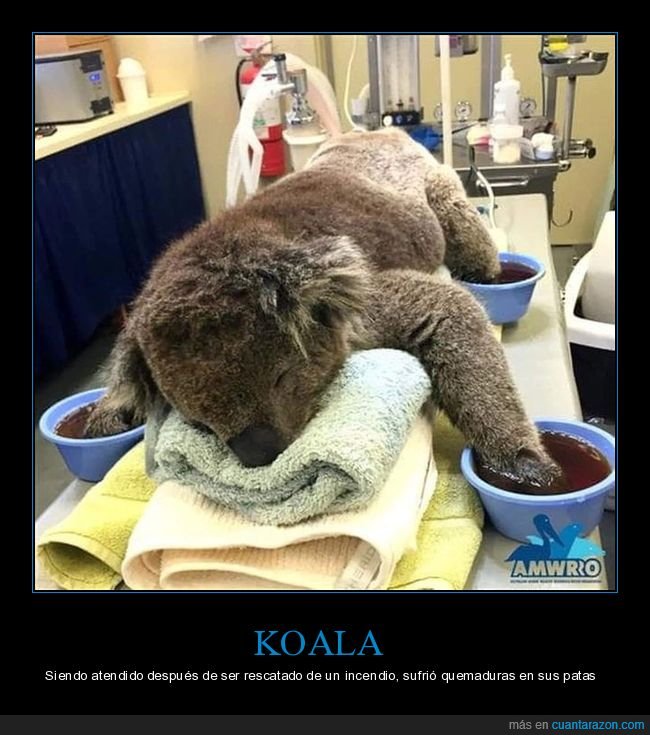koala,incendios,australia,quemaduras,patas