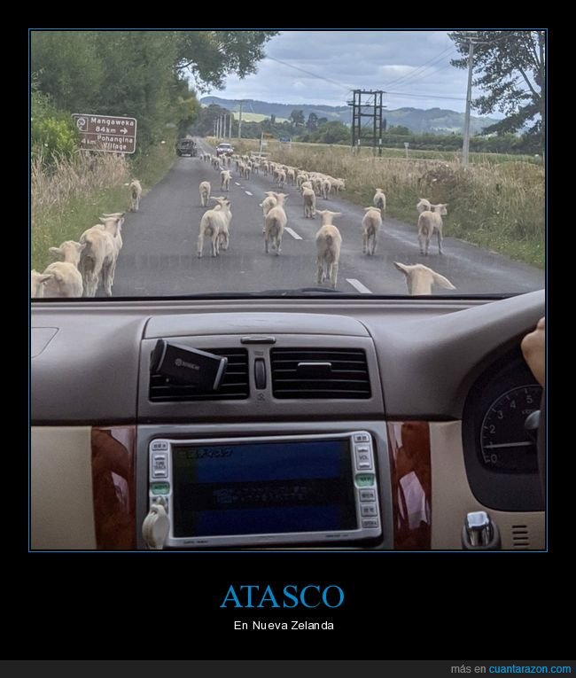 atasco,ovejas,nueva zelanda