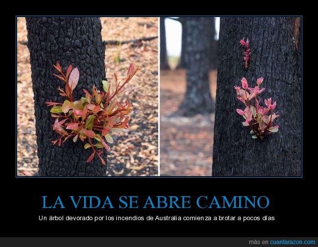 árbol,incendios,australia,brotar