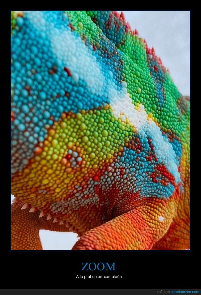 zoom,piel,camaleón