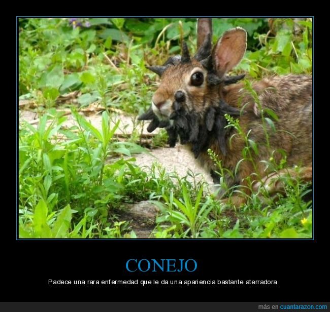 conejo,enfermedad,wtf