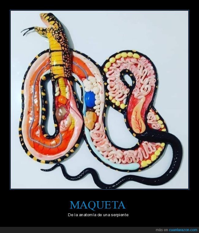 maqueta,anatomía,serpiente,curiosidades