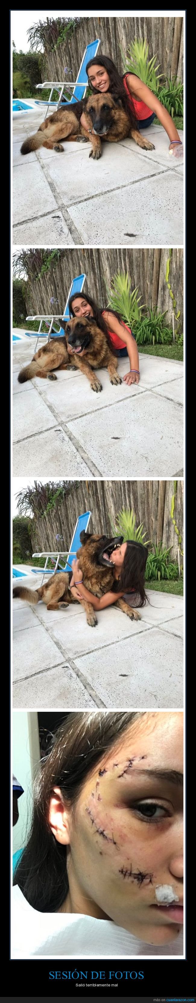 perro,sesión de fotos,mordisco,fails