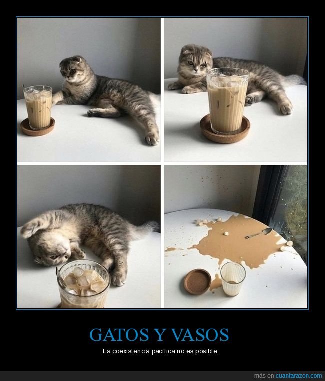 gato,vaso,fails