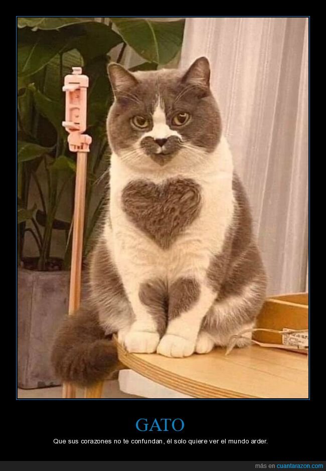 gato,corazones,wtf