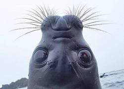 Enlace a Solo una foca mirando hacia arriba