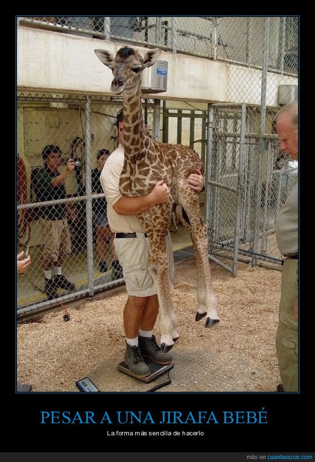 pesar,jirafa,beb&eacute;