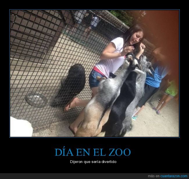 zoo,cabras,miedo