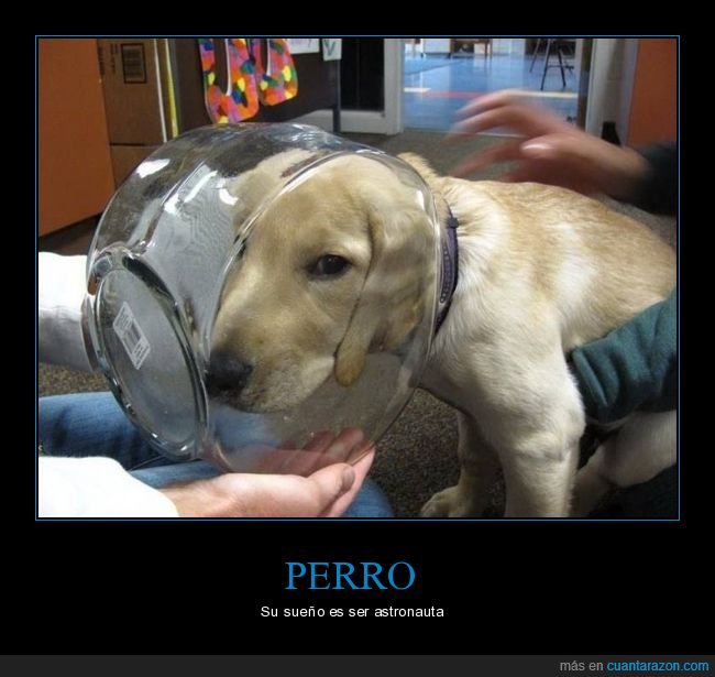 perro,cabeza,atascado,fails