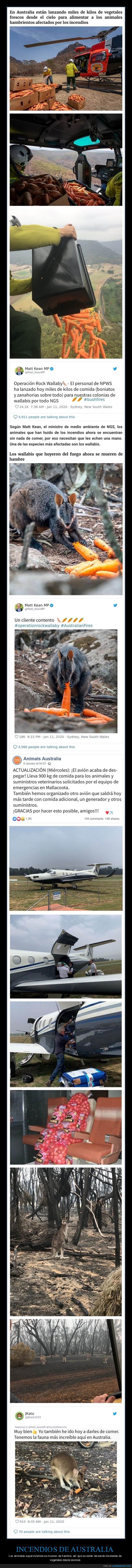 incendios,australia,comida,animales