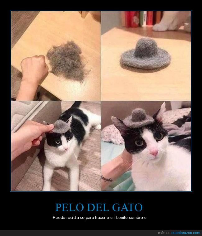 pelo,gato,sombrero