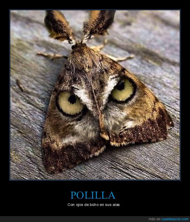 polilla,ojos,búho,alas