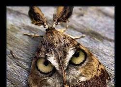 Enlace a No lo sé Rick...