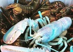 Enlace a Una langosta muy singular