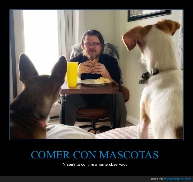 comiendo,mascotas,mirando