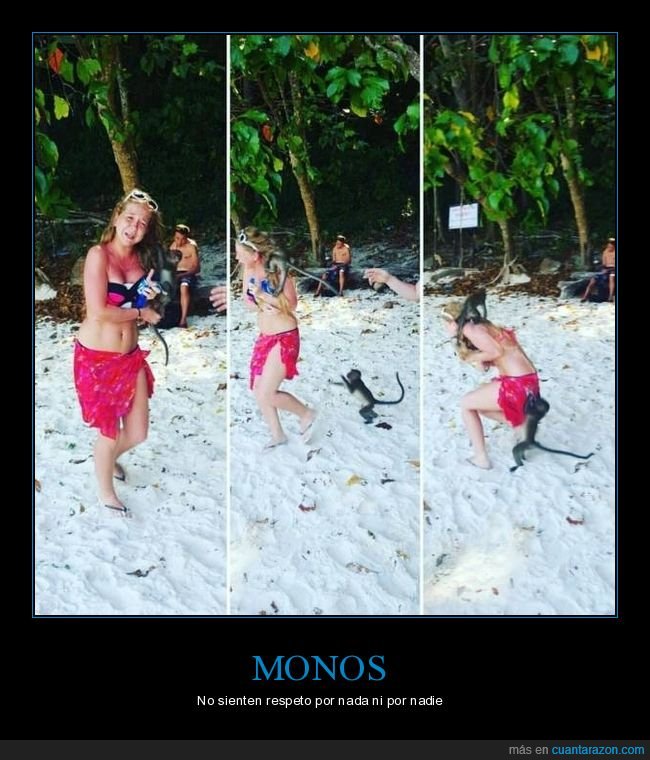 monos,fotos,fails