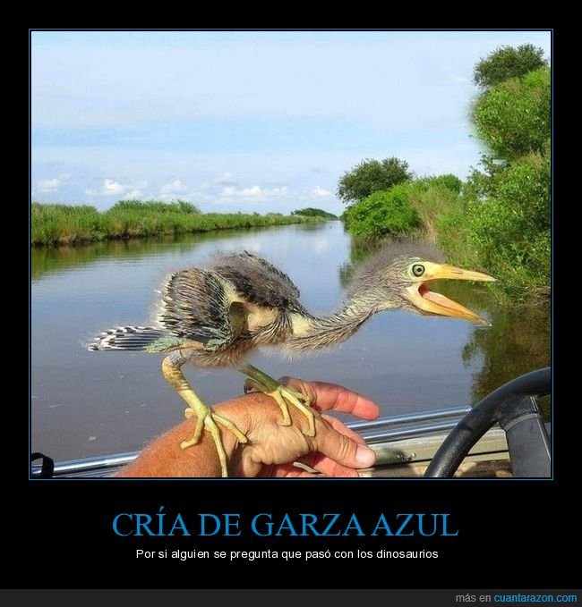 cría,garza azul,dinosaurio