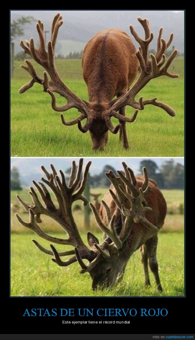 astas,ciervo rojo,récord
