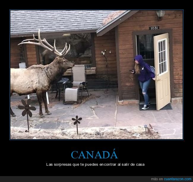 canadá,ciervo,casa,wtf