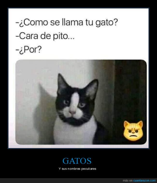 gato,nombre,cara