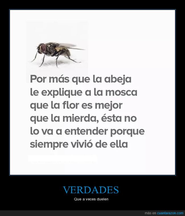 mosca,abeja,flor,mejor,mierda