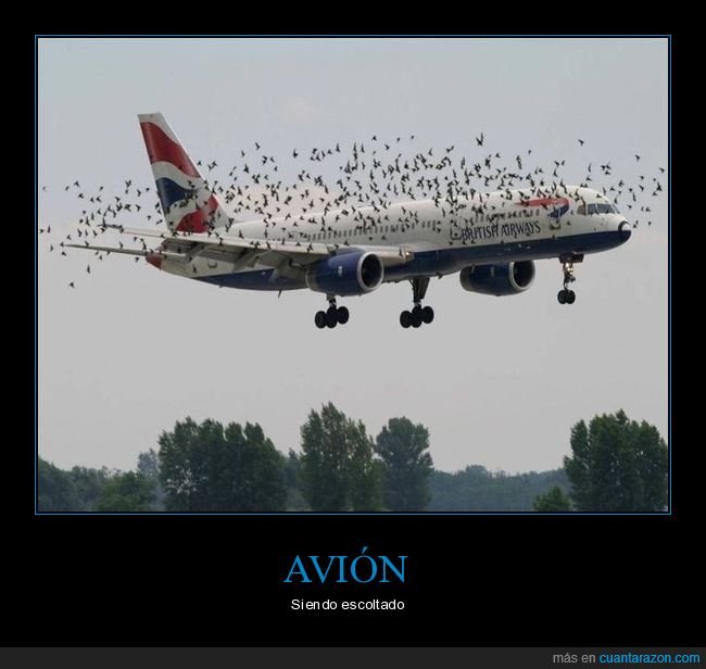avión,pájaros,wtf