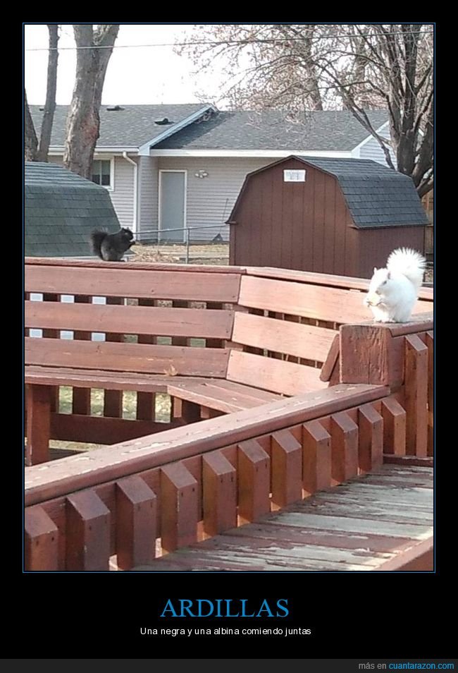 ardillas,negra,albina,wtf
