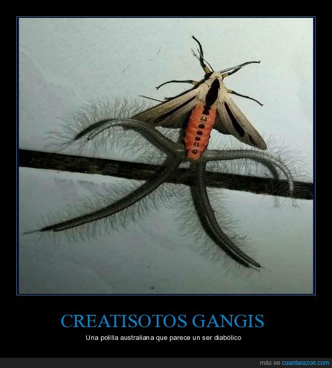 creatisotos gangis,polilla,australia