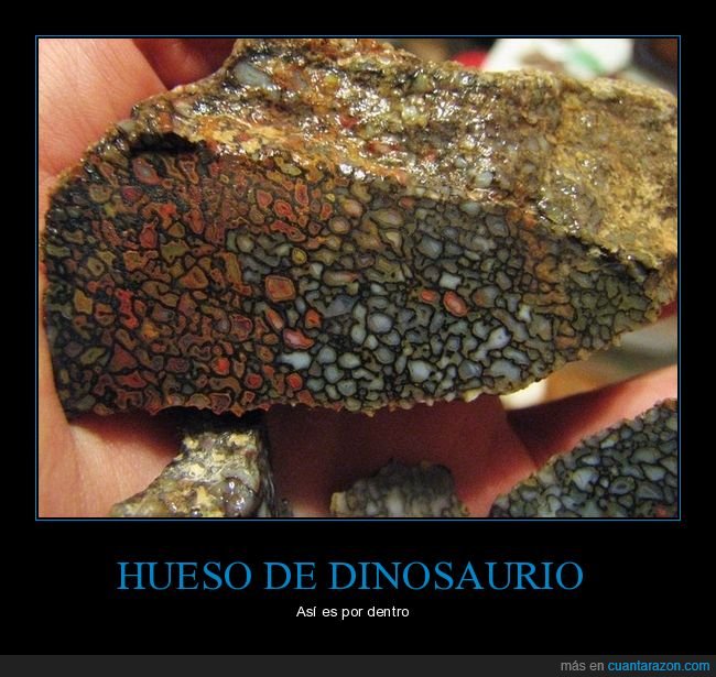 hueso,dinosaurio,interior,curiosidades