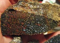 Enlace a El interior de un hueso de dinosaurio