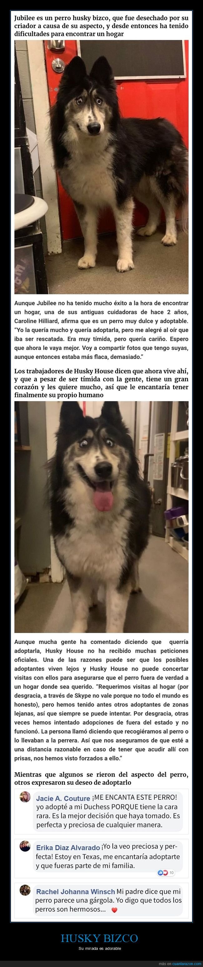 husky,bizco,ojos,mirada