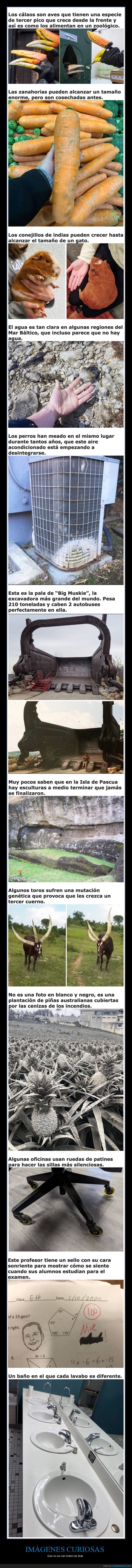 imágenes curiosas,curiosidades