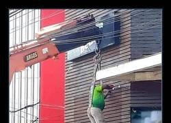 Enlace a Muy profesional
