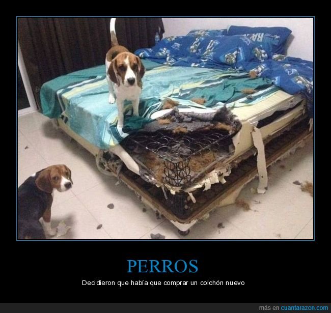 perros,cama,colchón,fails